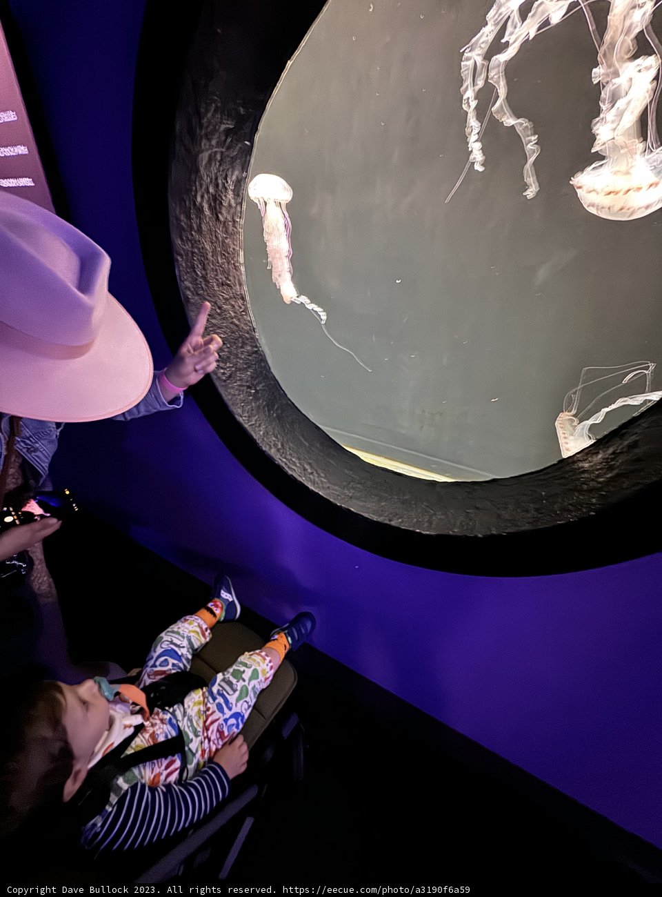 Little Explorer's Aquatic Discovery