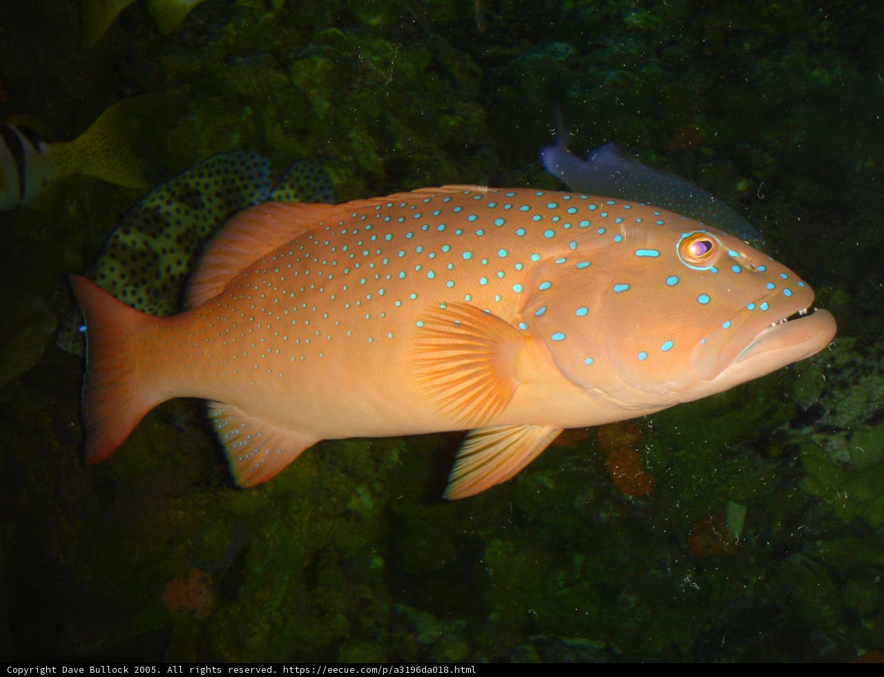 Majestic Orange Carp in the Coral Reef