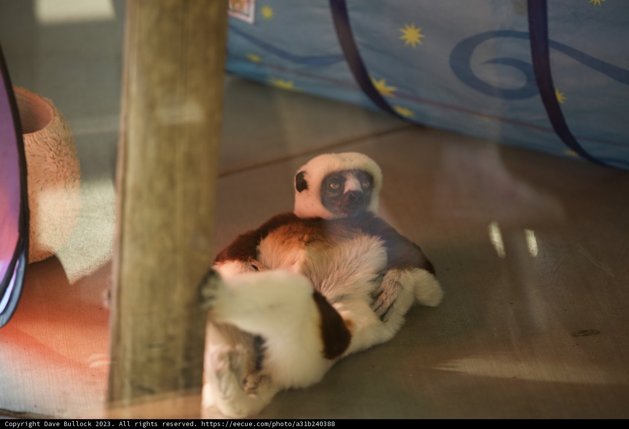 Cozy Creature at SF Zoo, November 2023