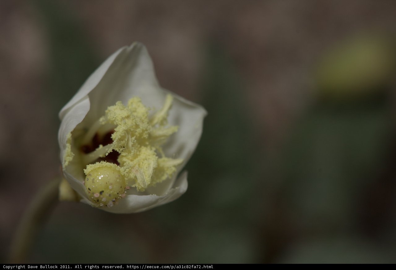 White and Yellow Flower Blooming