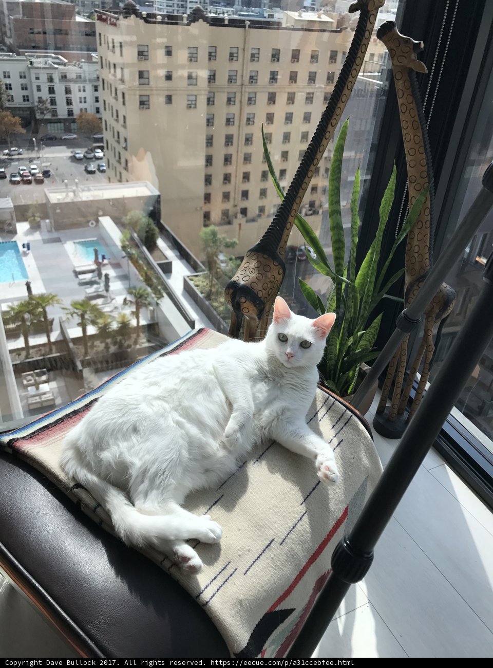 City Cat on Balcony Chair