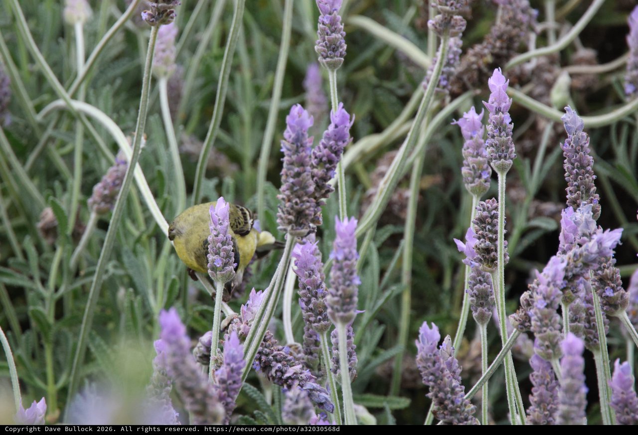 Yellow Bird Perched Among Purple Lavender Blooms