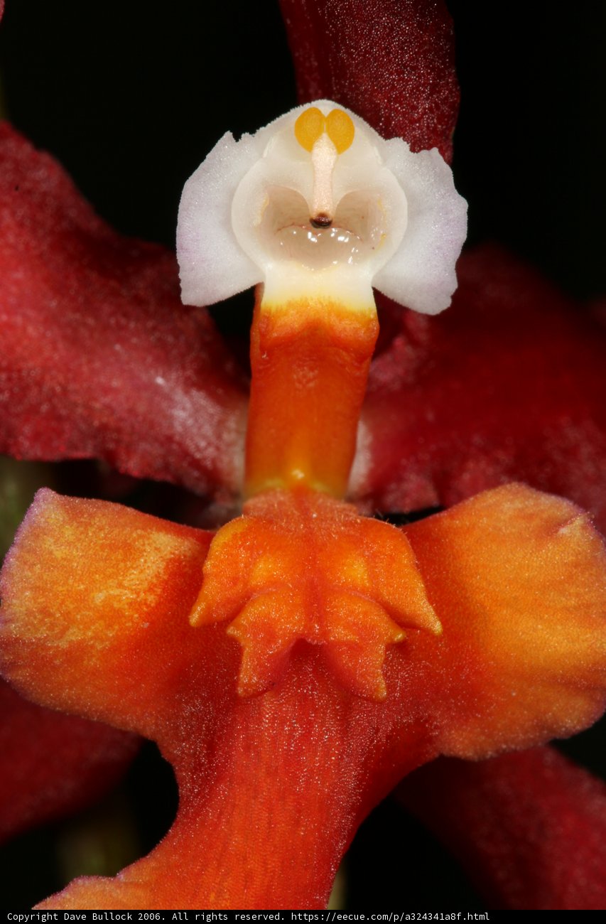 Face in the petals