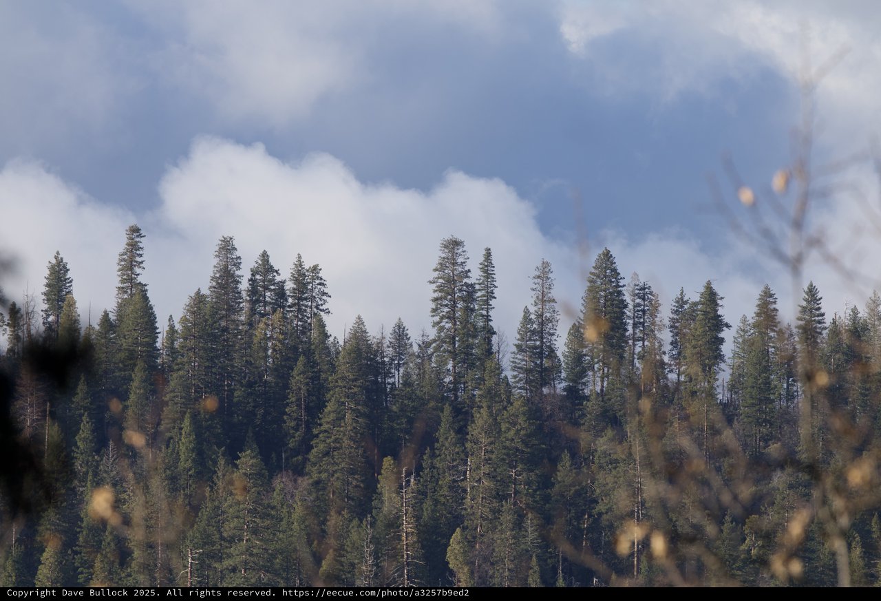 Misty Conifer Forest Under Dramatic Storm Clouds