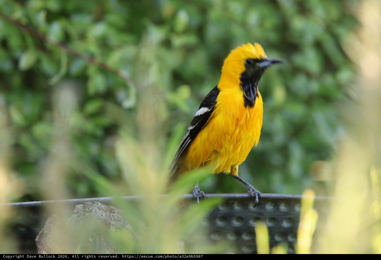 Hooded Oriole Perched on Wire in Natural Setting