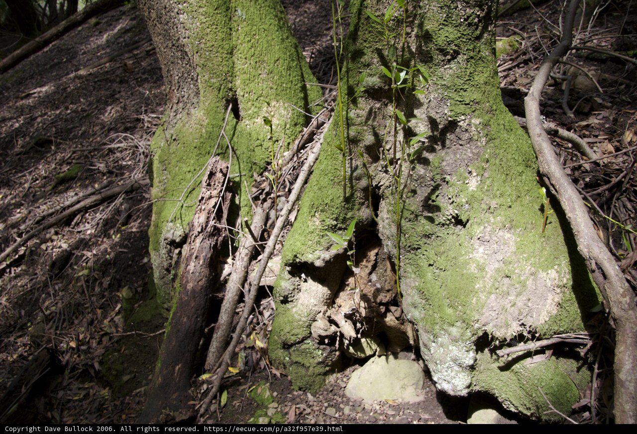 Mossy Tree Trunk