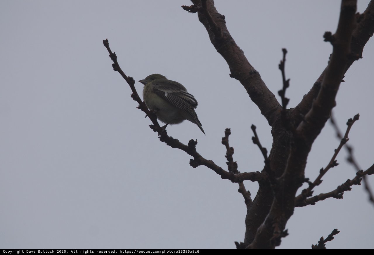 Small Bird Perched on Bare Winter Branches