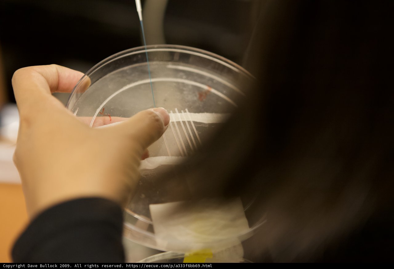 A Bite to Remember