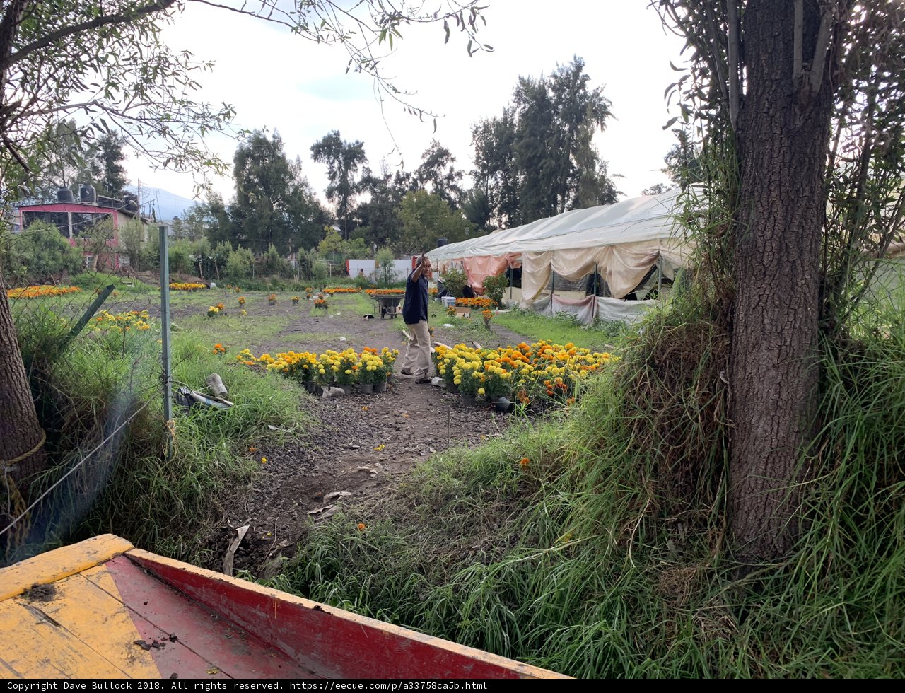 Field of Flowers