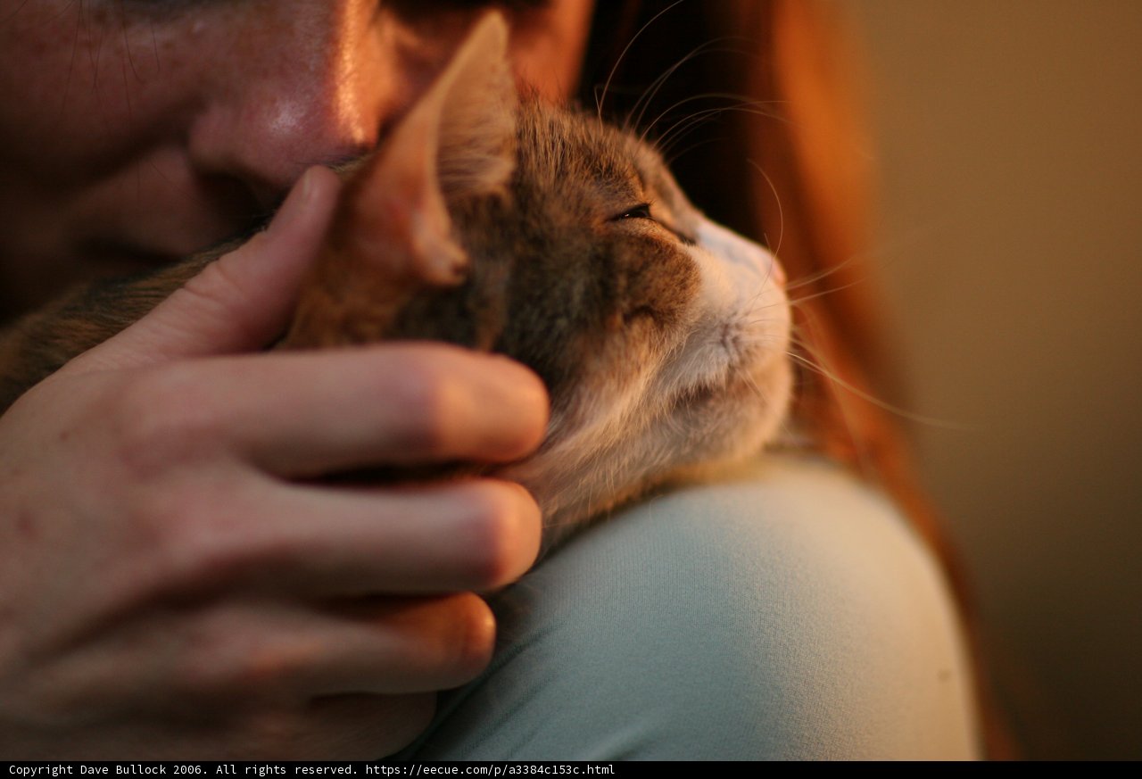 Woman and Abyssinian Cat
