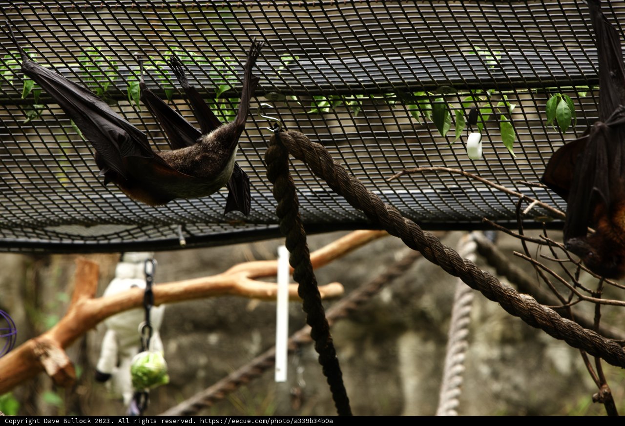 Twilight Dwellers of Oakland Zoo