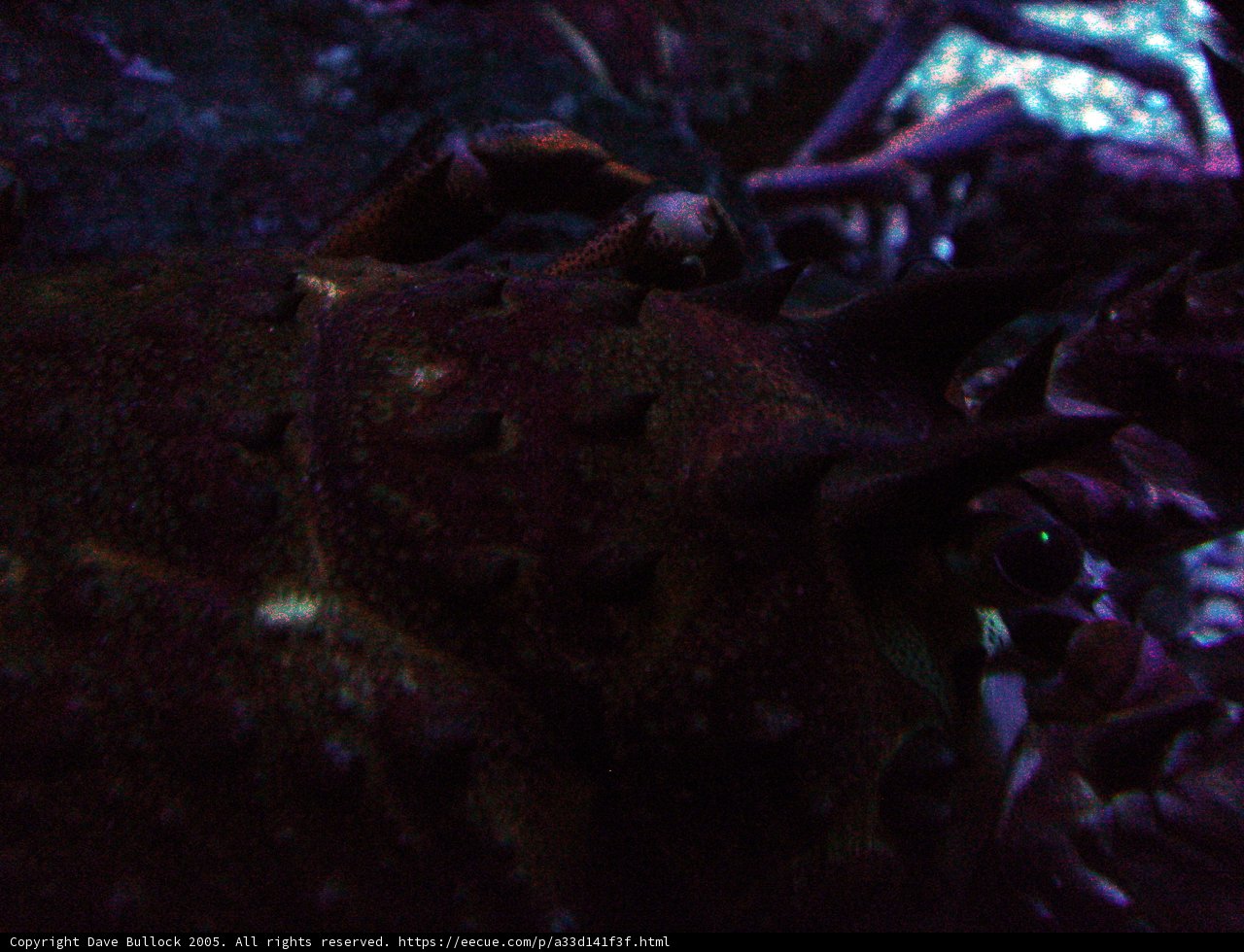 King of the Reef