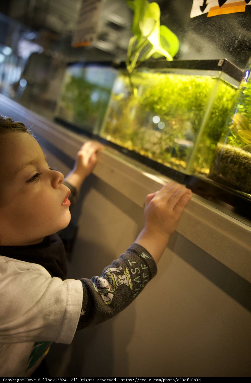 Diving into Discovery: Explorations at the Aquarium