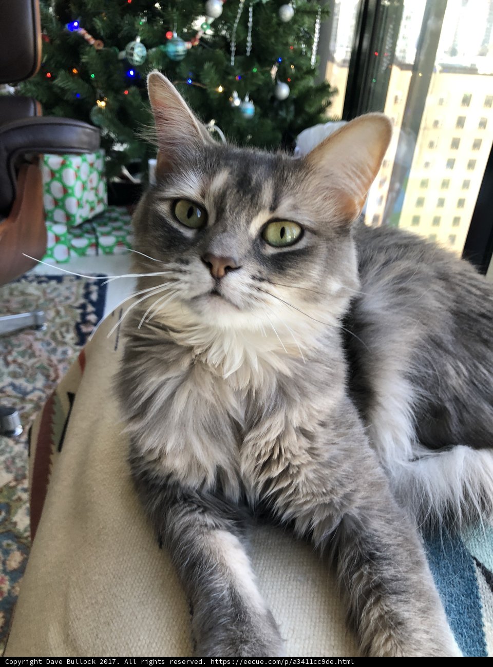 Feline Festivities