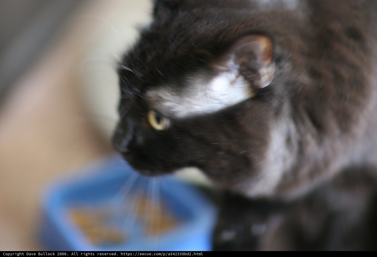 Elegant Black Cat