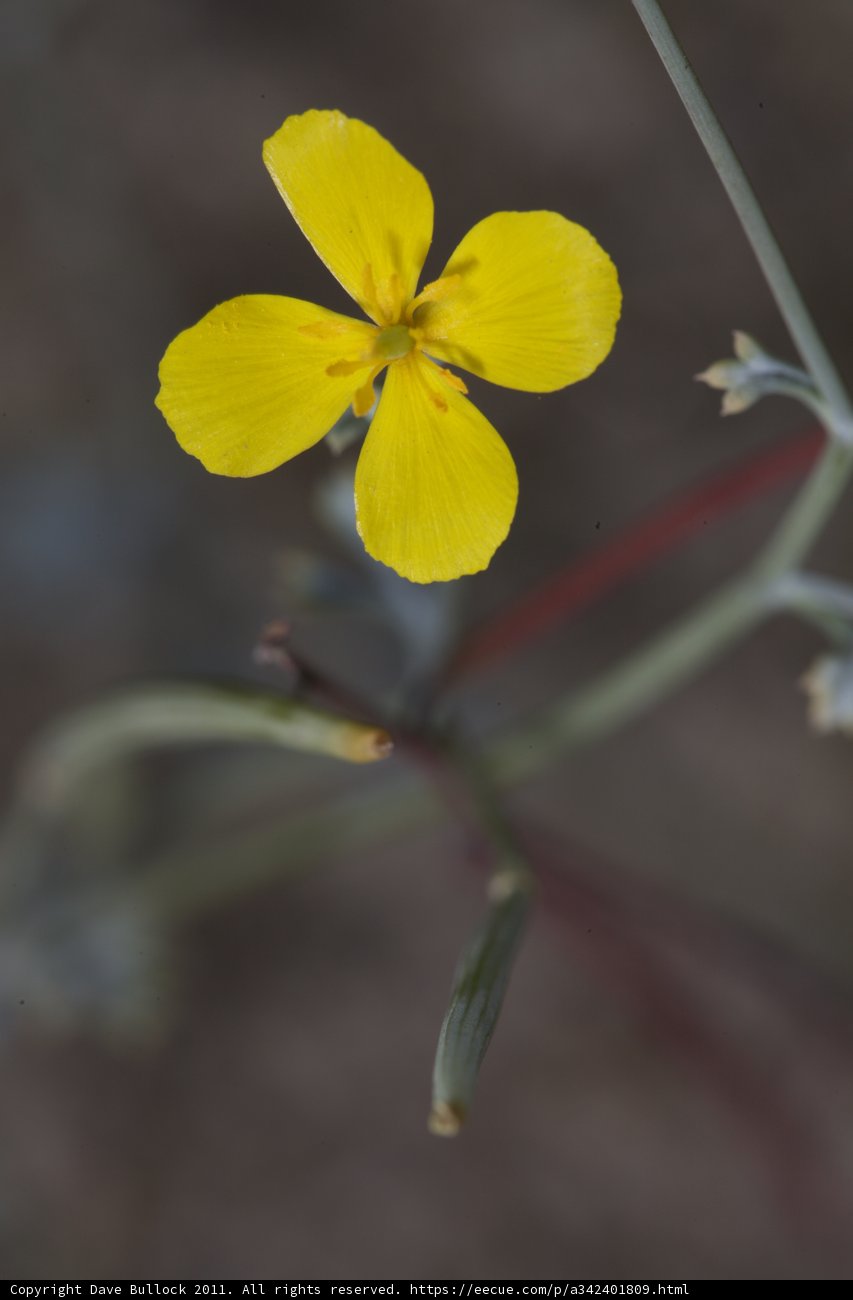 A Pop of Yellow