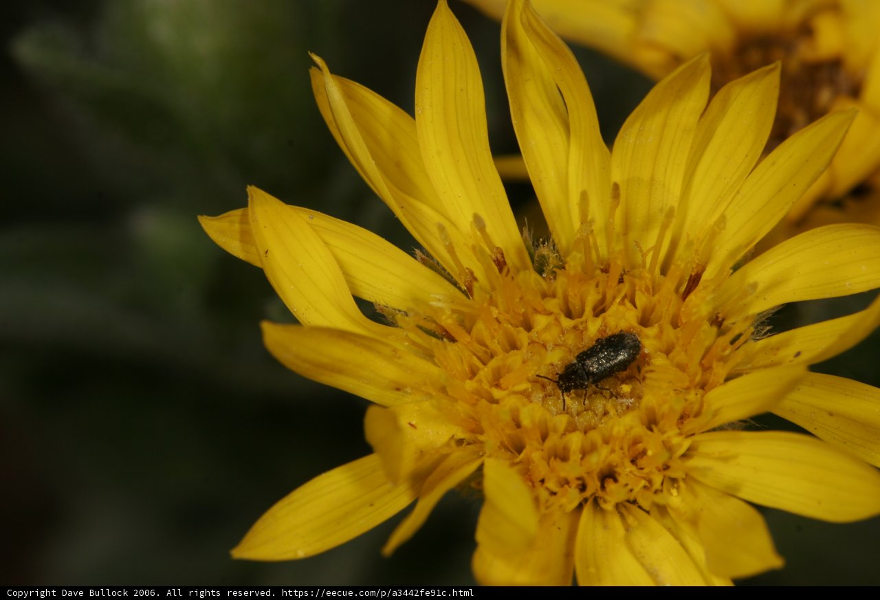 Buzzing Beauty