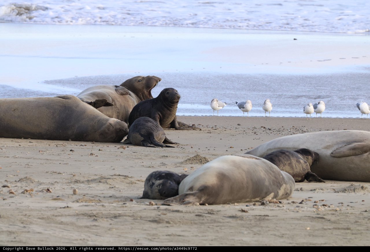 Elephant Seals and Seagulls Resting on Drakes Beach