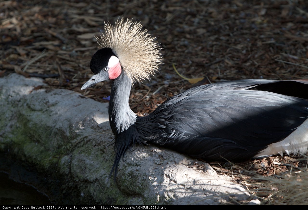 Mohawked Crane Bird