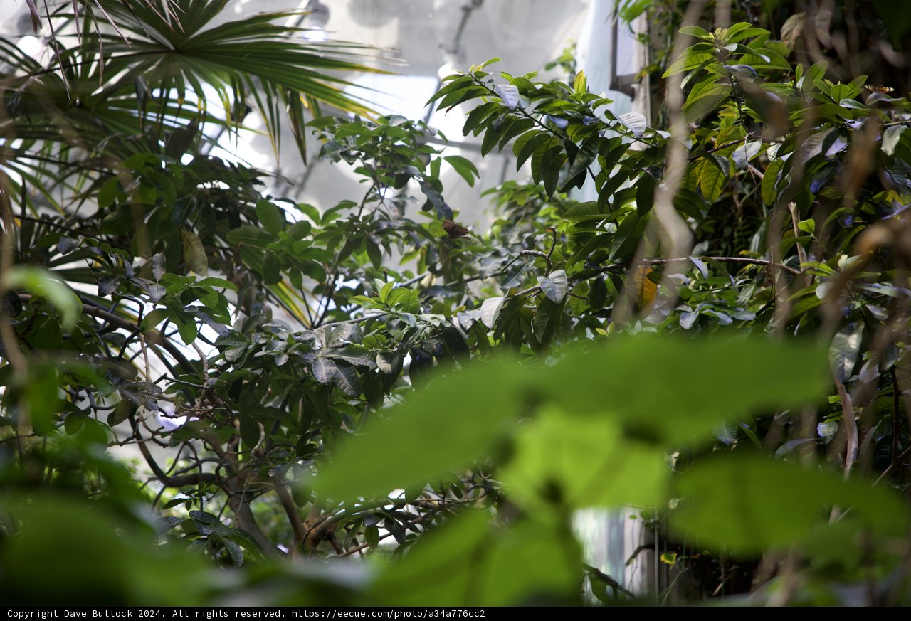 Majestic 2024 Rainforest Sentinel