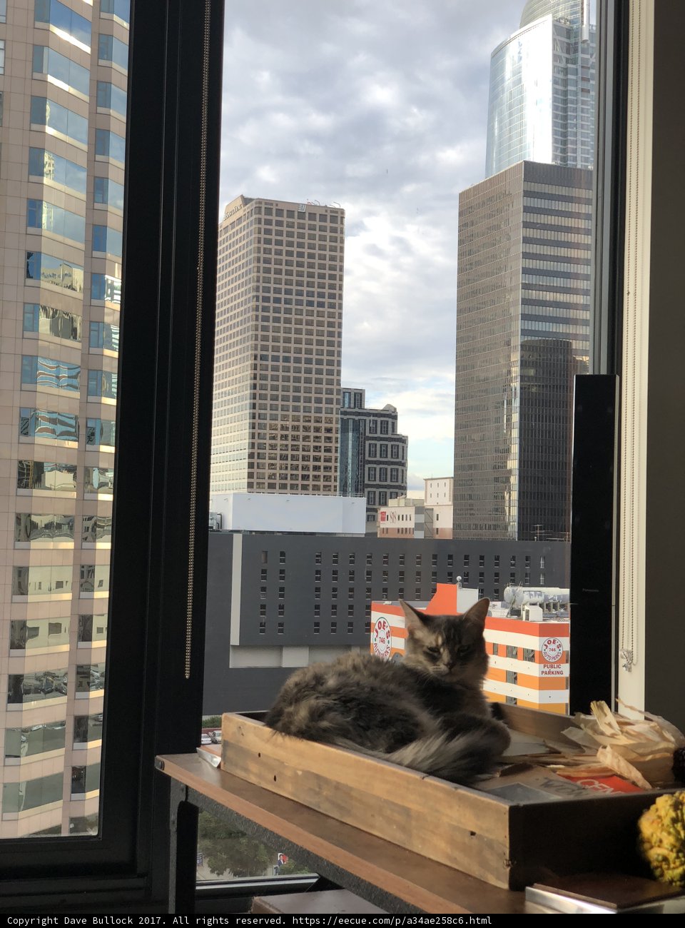 City Cat in the Sky