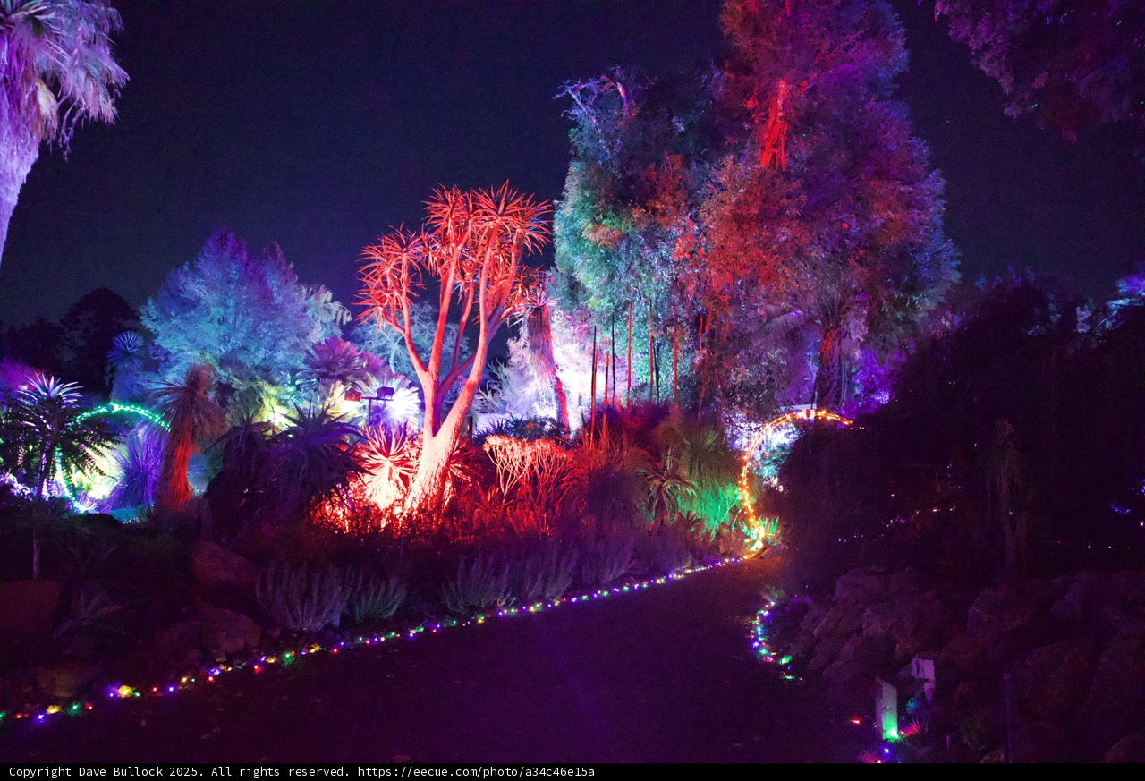 Enchanted Night at Ruth Bancroft Garden