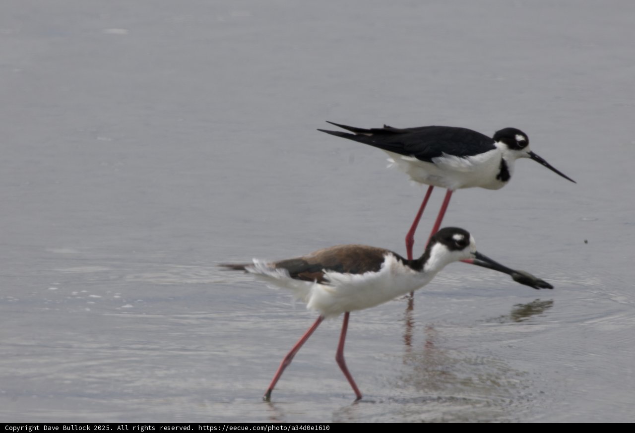 Graceful Pair in San Pablo Bay