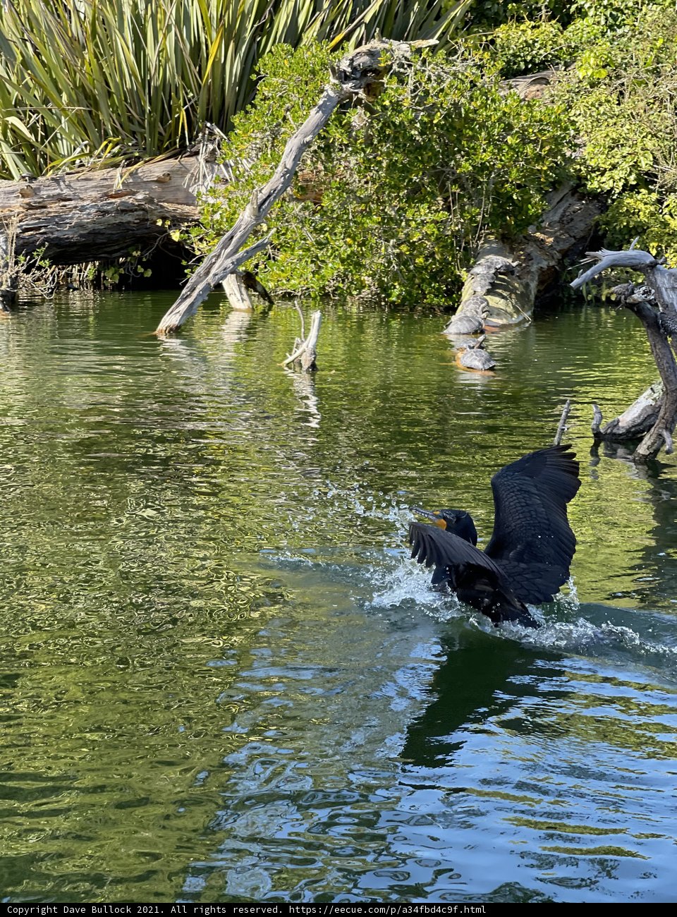Flying Cormorant Over Stow Lake