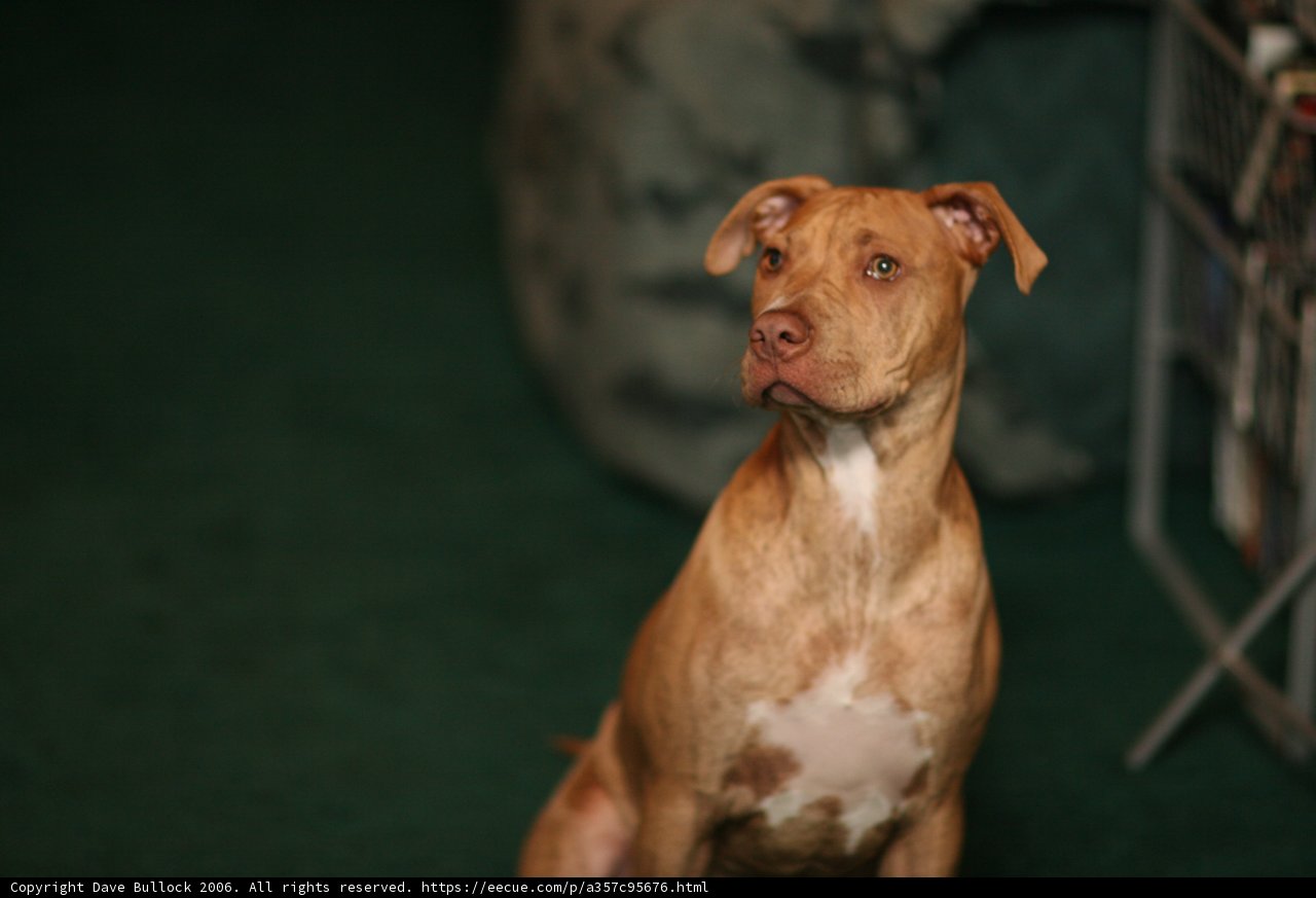 Regal Pit Bull