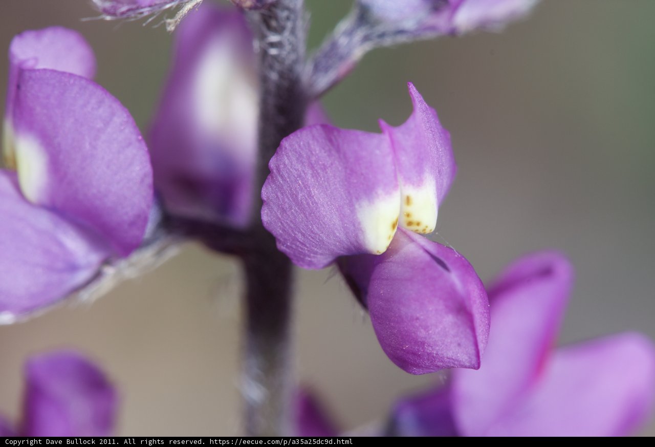 Purple Beauty