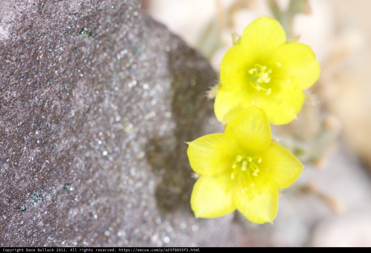 Sunny Blooms on a Rocky Outcrop