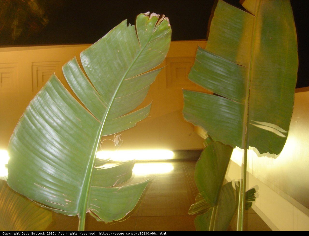 The Glowing Leaf
