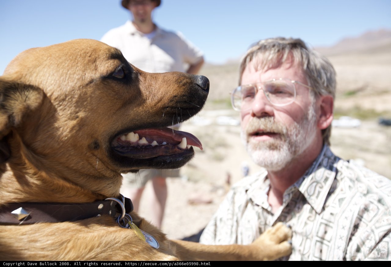 Desert Dog Petting