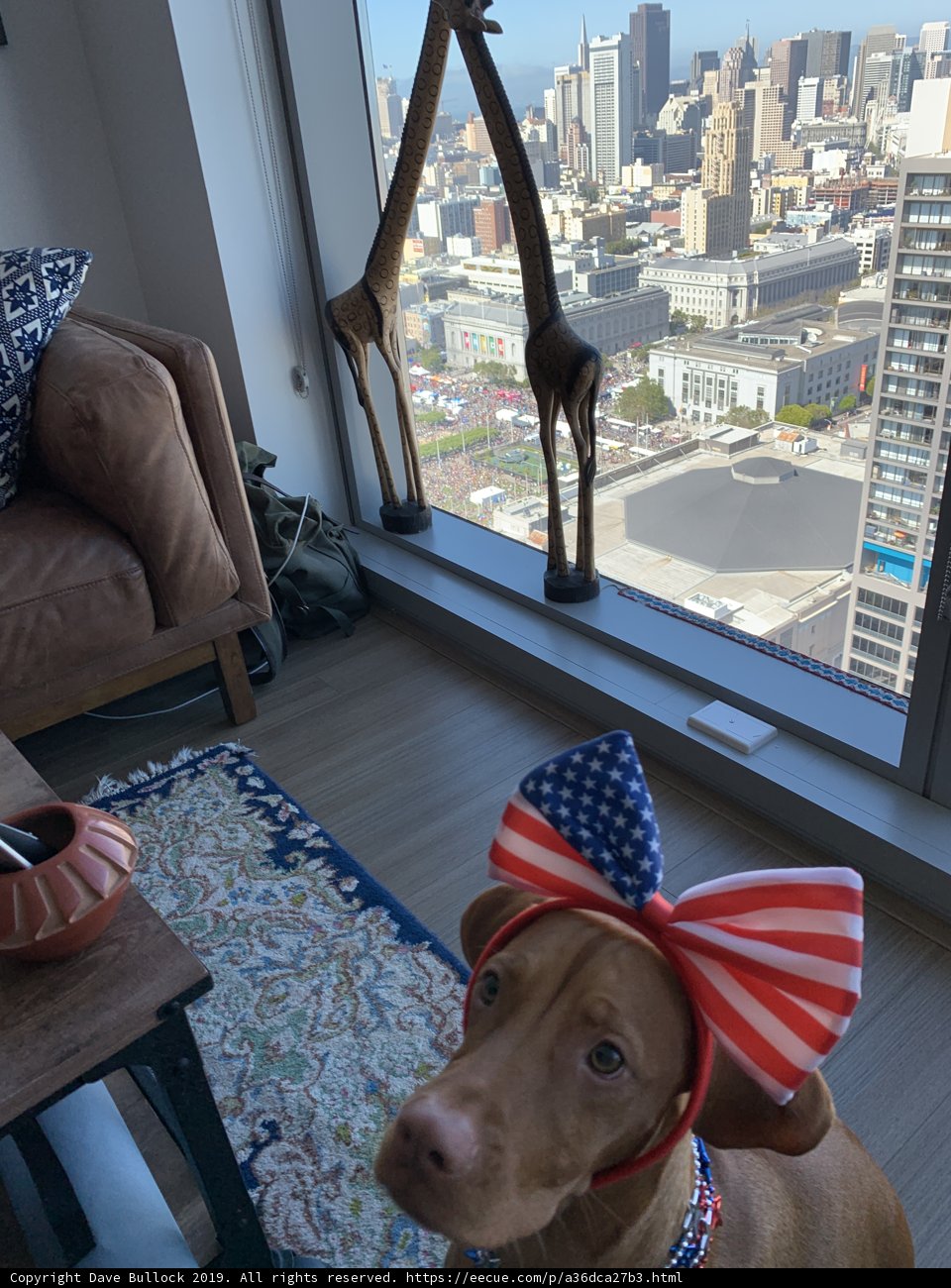 Patriotic Pup