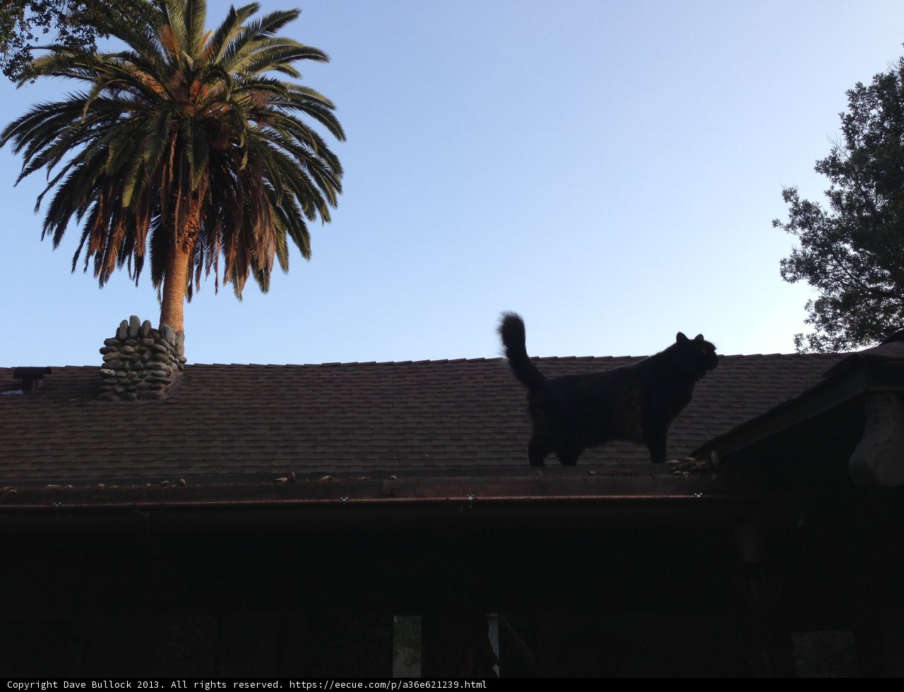 Silhouette of a Cat on a Palm Tree Roof