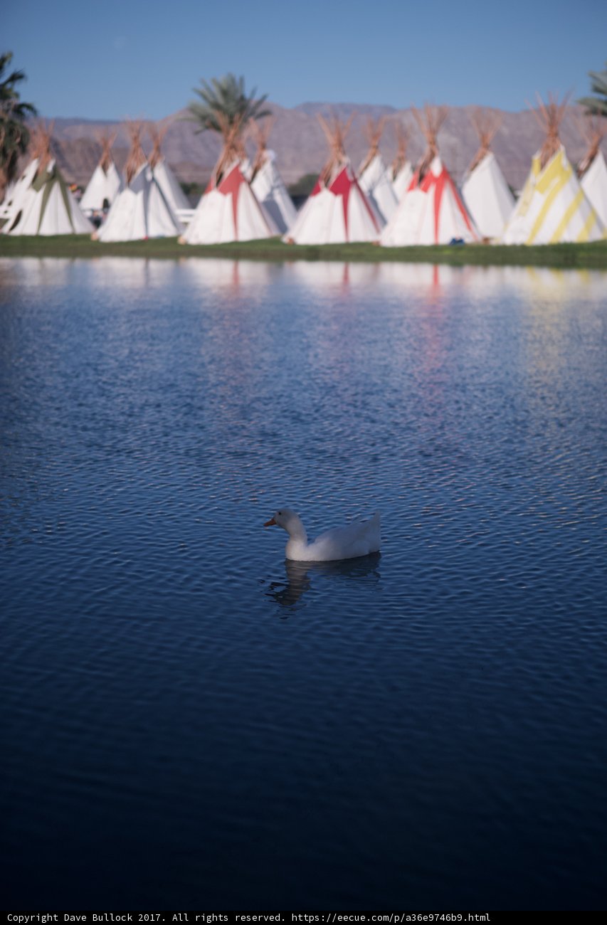 White Duck and Tents on the Lake