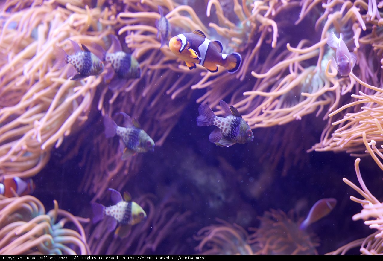 Vibrant Dance: Anemone Fish and Coral Wonderland