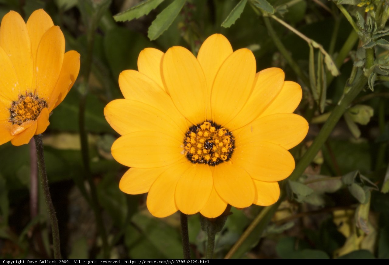 Sunny Blooms