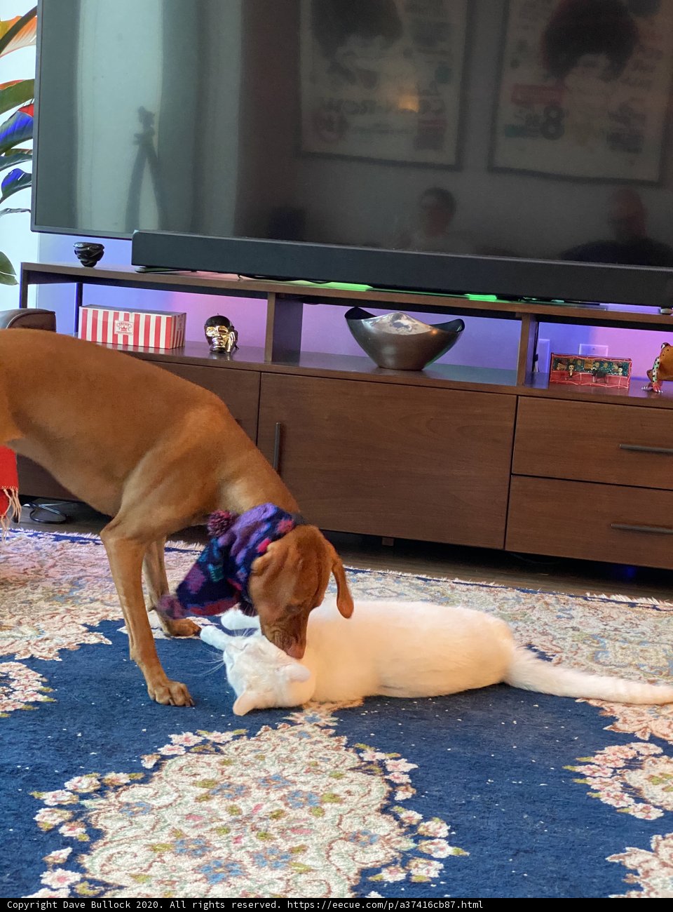 Furry Friends at Play