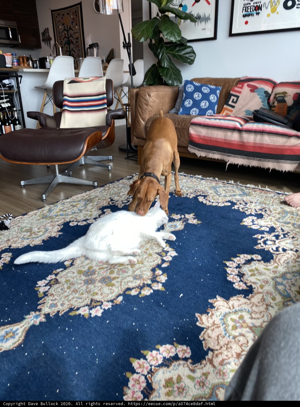 Playful Pets in the Living Room