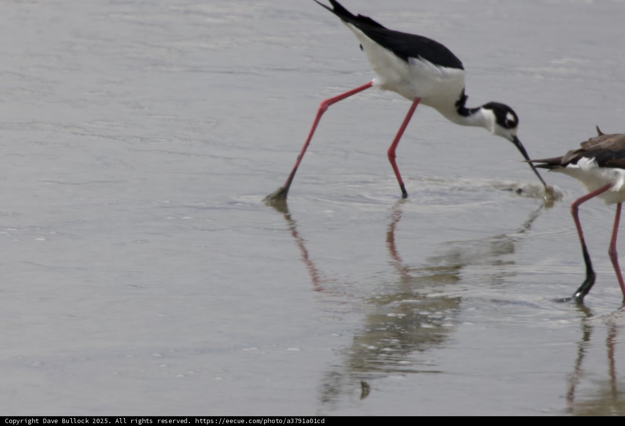 Graceful Duet at the Bay