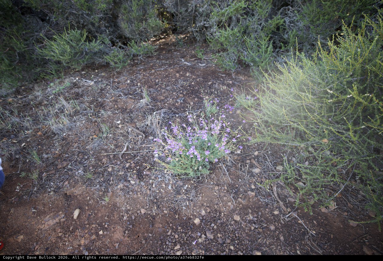 Desert Wildflower Blooming Among Arid Scrubland