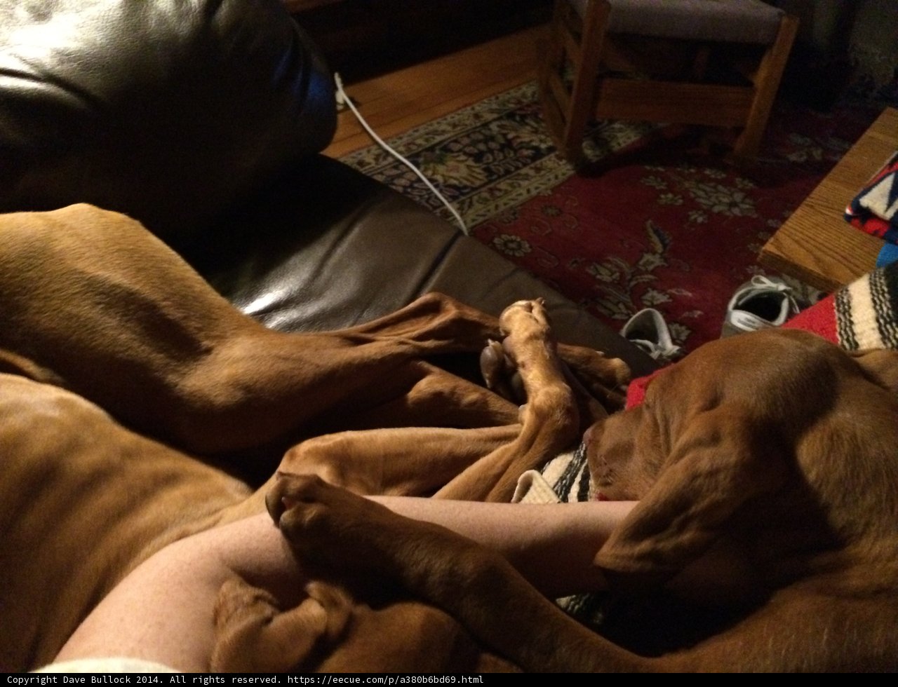 Cozy Canine Cuddle on the Couch