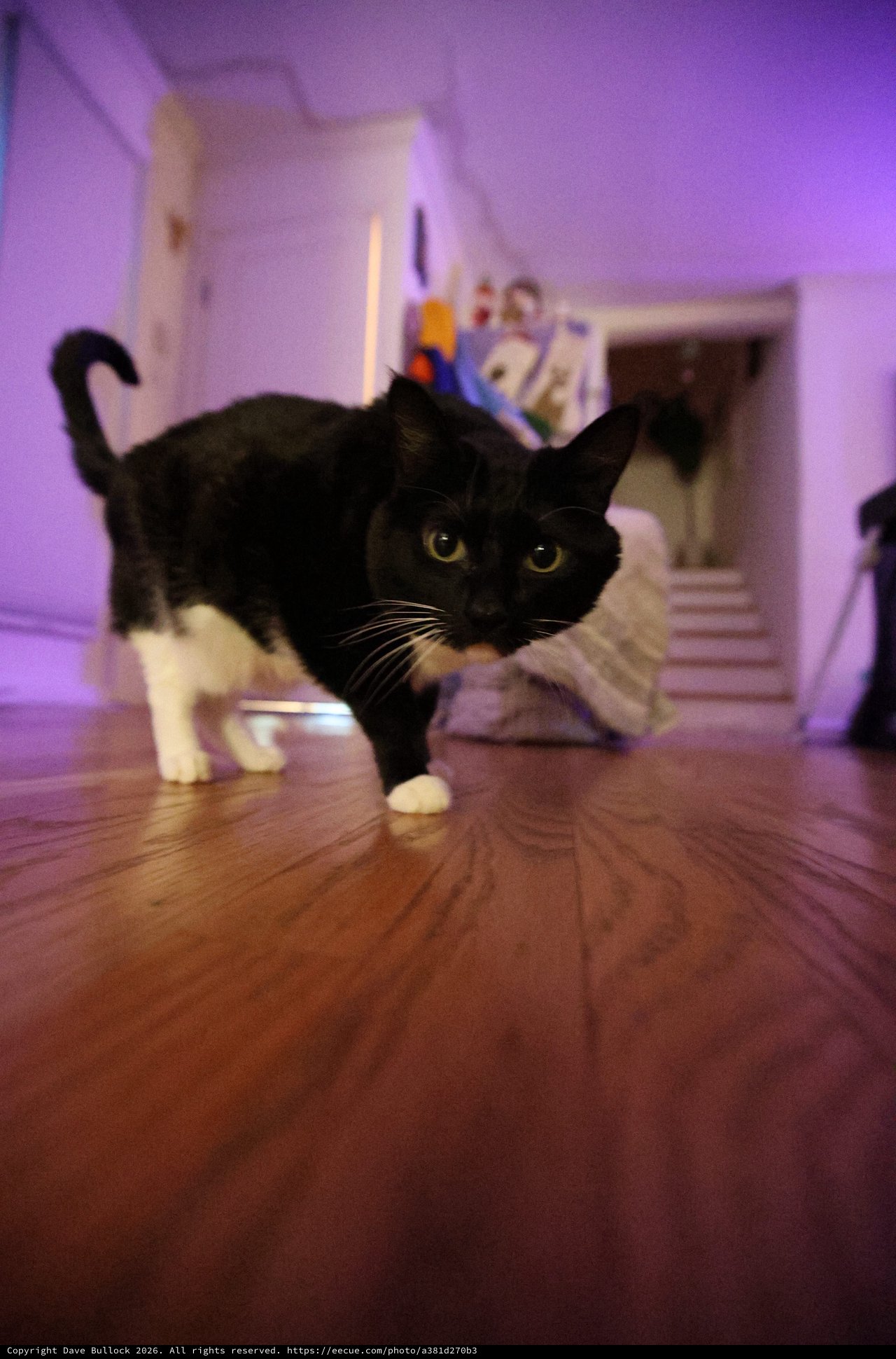 Black and White Cat Approaching Camera in Purple-Lit Room