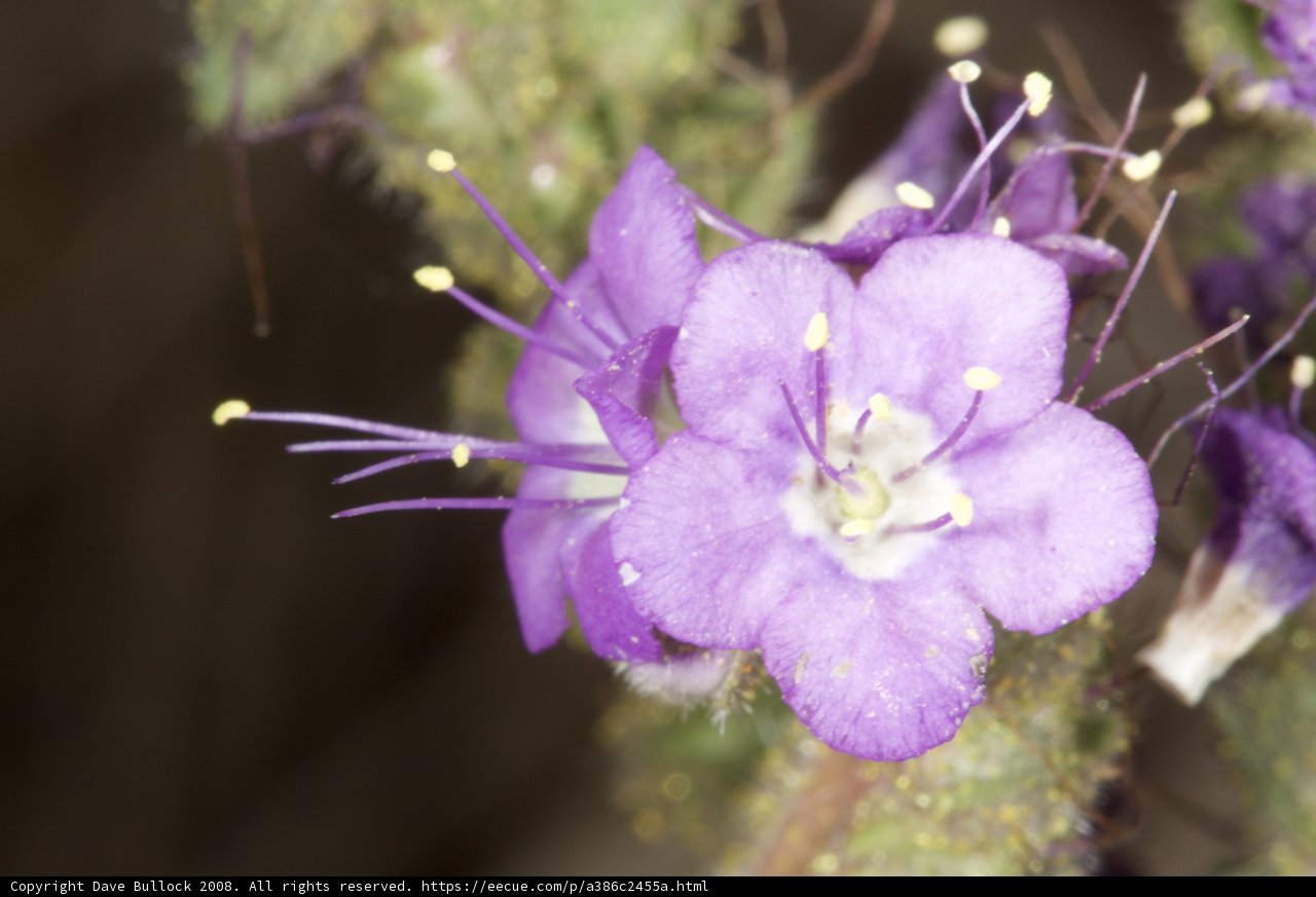 Vibrant Geranium Blossom