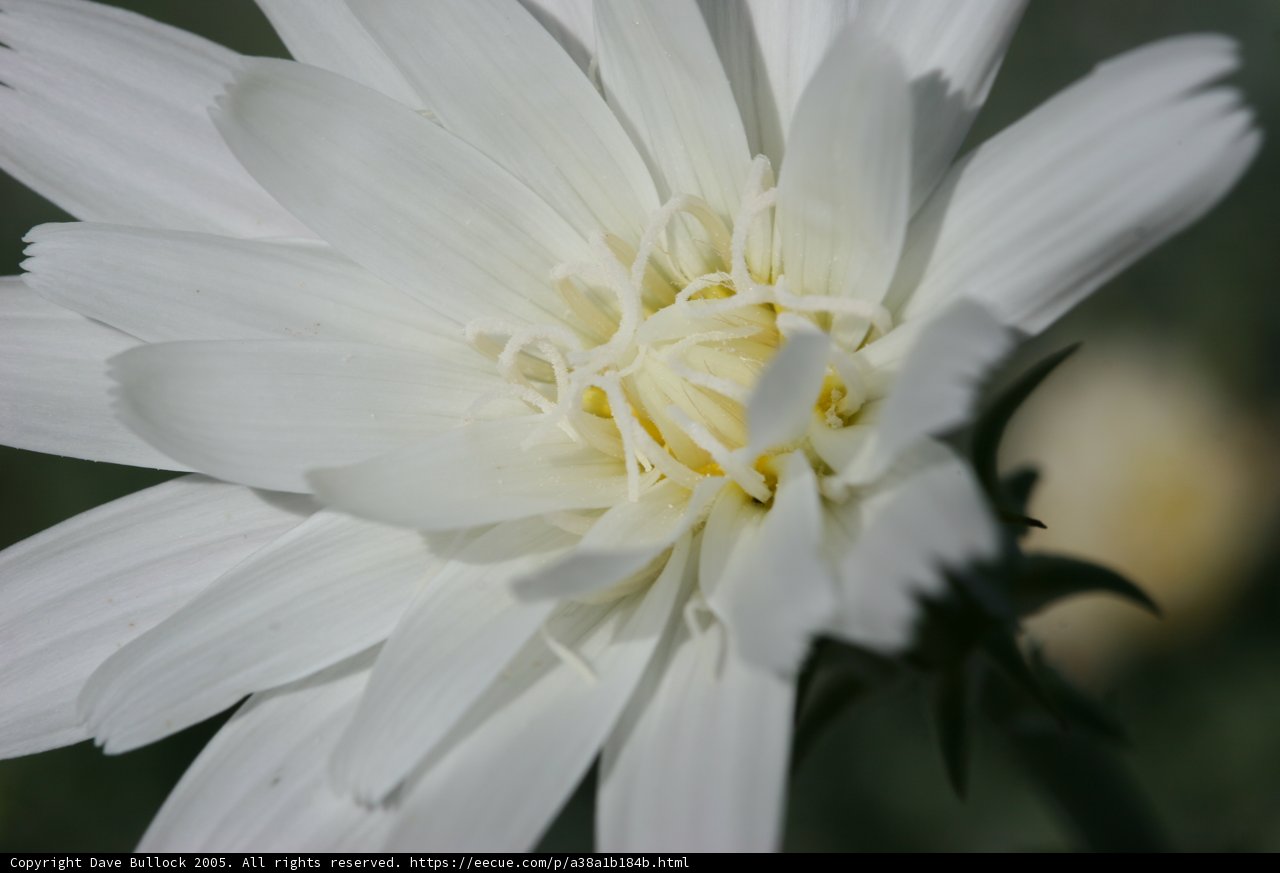 White Daisy with Yellow Center
