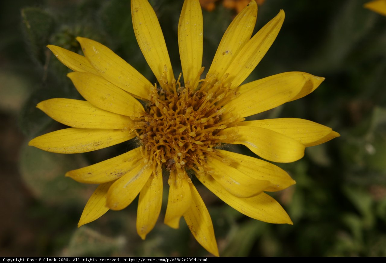 Brown-eyed Daisy