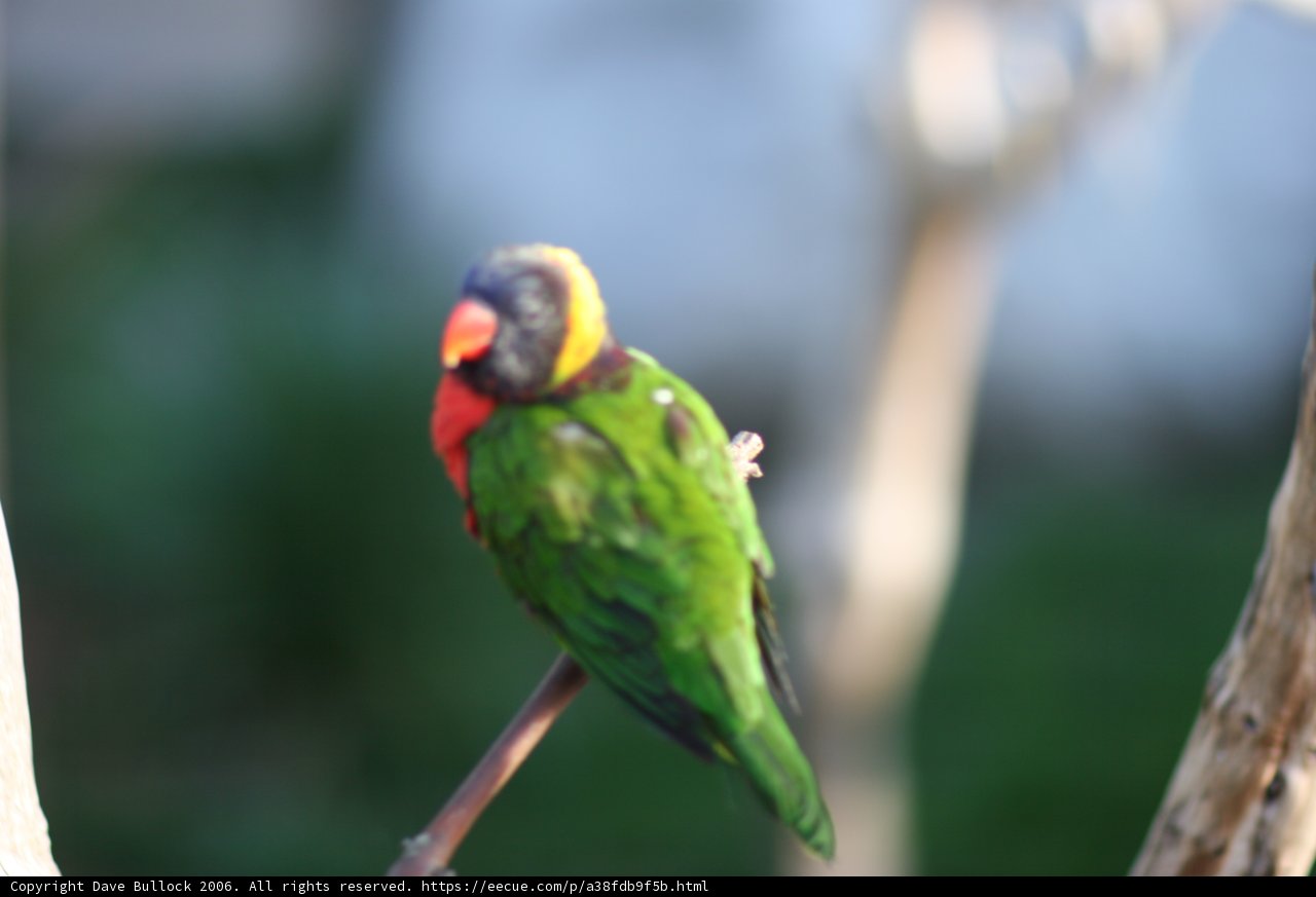 Vibrant Parakeet on Branch