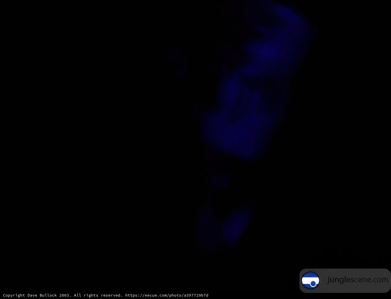 Blue Nightlight in the Darkness