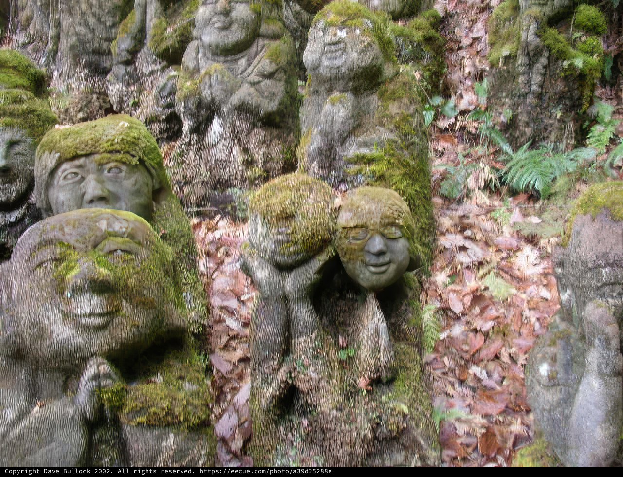 Faces of the Rainforest